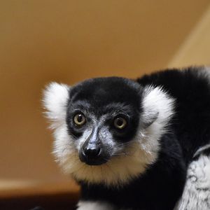 White-belted black-and-white ruffed lemur