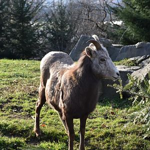 California bighorn sheep