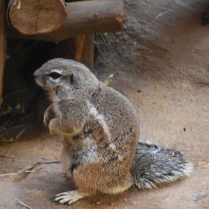 Cape ground squirrel