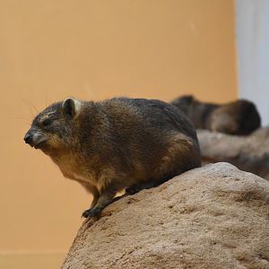 Rock hyrax