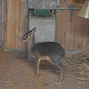 Kirk's dik-dik