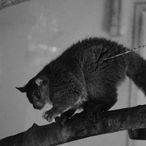 Garnett's greater bushbaby