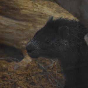 Cuban hutia
