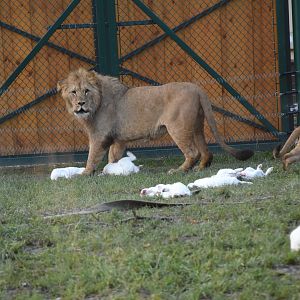 Lion eating a rabbit