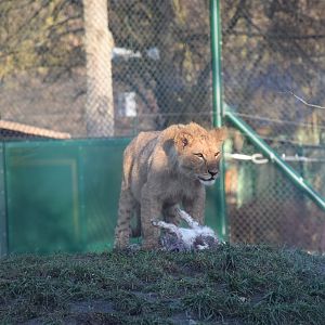 Small lion eating a rabbit