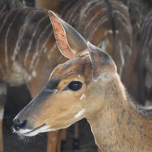 Lowland nyala