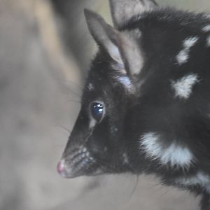 Eastern quoll