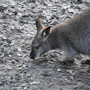 Tasmanian red-necked wallaby