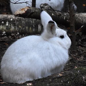 Mountain hare