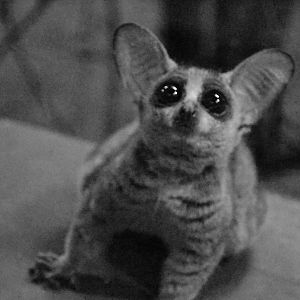 Senegal galago/ Senegal bushbaby