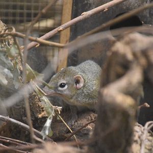 Northern treeshrew