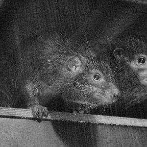West African tree hyrax