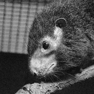 West African tree hyrax