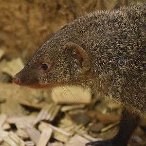 East African banded mongoose