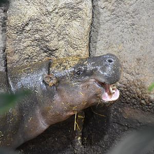 Pygmy hippo