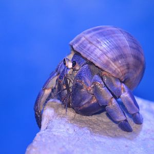 Blueberry hermit crab (Coenobita purpureus)