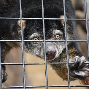 Sulawesi bear cuscus