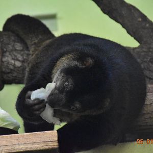 Sulawesi bear cuscus