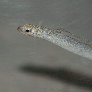 Sharp-nose garden eel (Gorgasia cf. taiwanensis)