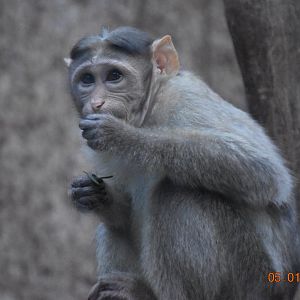Bonnet macaque