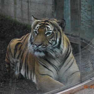 Malayan tiger