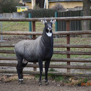 Nilgai