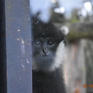 Northern White-cheeked Gibbon