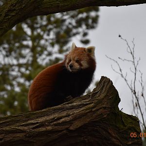 Red panda