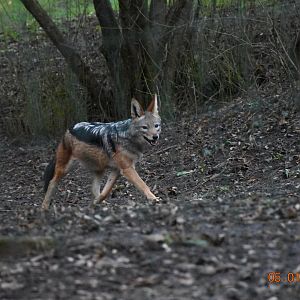Black-backed jackal