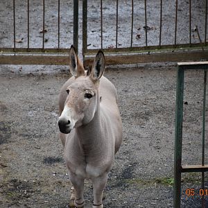 Somali wild ass