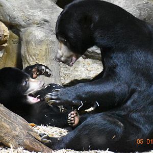 Malayan sun bear
