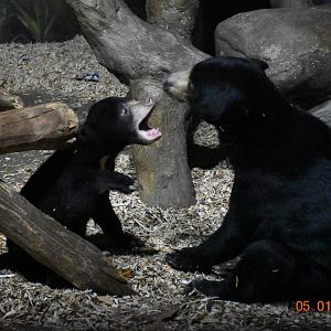 Malayan sun bear