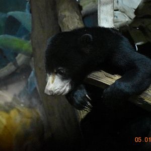 Malayan sun bear