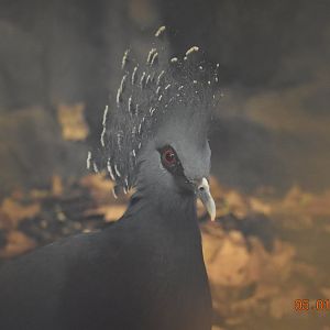Victoria crowned-pigeon