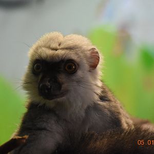 White-fronted lemur
