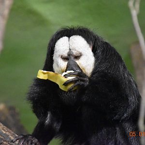 White-faced saki