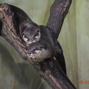 Asian small-clawed otter
