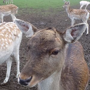 Sika deer