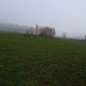 Second Pere David’s deer enclosure