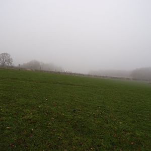 Pere David’s deer enclosure (2)