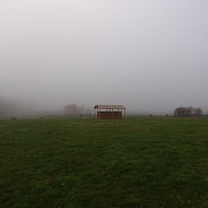 White-lipped deer enclosure (2)