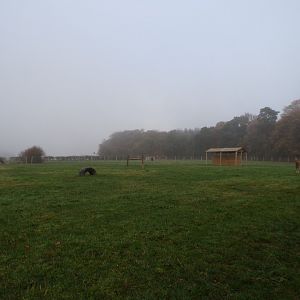 White-lipped deer enclosure