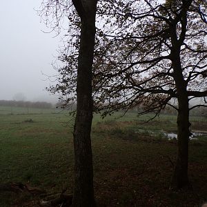 Eurasian elk enclosure (3)