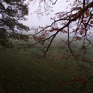 Eurasian elk enclosure (4)
