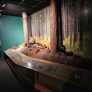 Sewee Center - Forest diorama