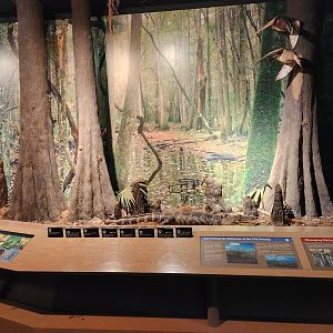 Sewee Center - Swamp diorama