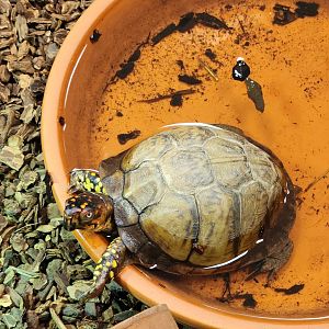 Sewee Center - Eastern Box Turtle