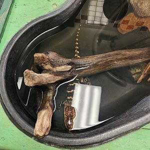 Sewee Center - Baby Alligator