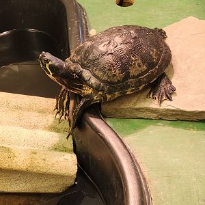 Sewee Center - Yellow-bellied Slider
