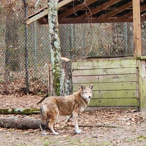 Sewee Center - Red Wolf